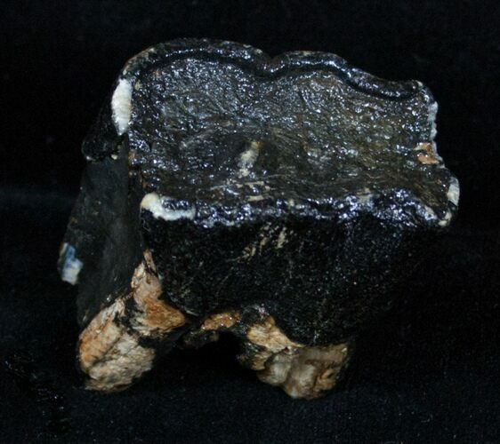 Woolly Rhino Molar - Late Pleistocene #3384